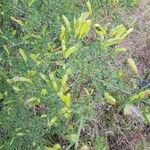 Cytisus spinosus Fruit