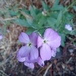 Matthiola maderensis Flor