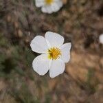 Helianthemum almeriense Цветок