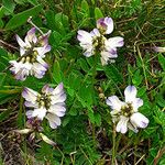 Astragalus alpinusFleur