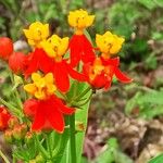 Asclepias curassavicaFlor