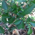 Solanum diphyllum برگ