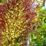 Agave filifera Flower