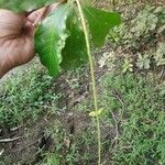 Barringtonia acutangula Leaf