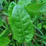 Rumex acetosa Blad