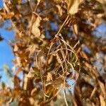 Epilobium roseum Fruit