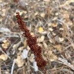 Rumex crispusFroito