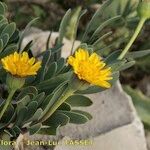 Vieraea laevigata Flor