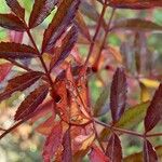 Rosa virginiana Blatt