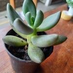 Pachyphytum kimnachii Leaf