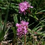 Viscaria alpina Blomma