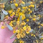 Acacia notabilis Flower