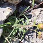 Inula montana Leaf
