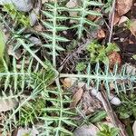 Galactites duriaei Likasa