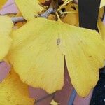 Ginkgo biloba Blatt