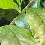 Duranta erecta Ekosanga