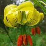 Lilium pyrenaicum Floare