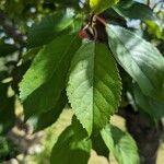 Prunus cerasus Fuelha
