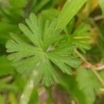 Geranium carolinianum Hoja