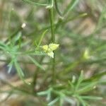 Genista radiata Flor