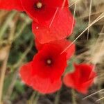 Papaver rhoeas फूल