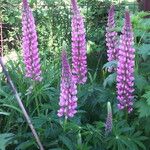 Lupinus polyphyllus 花