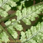 Dryopteris aemula Övriga