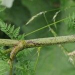 Conium maculatum Bark