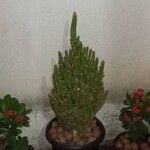 Acanthocereus tetragonus ᱥᱟᱠᱟᱢ