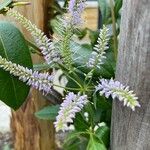 Veronicastrum virginicumFleur