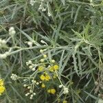 Senecio pterophorus برگ