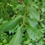 Viburnum prunifolium Leaf