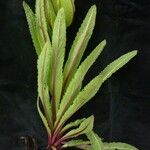 Saussurea obvallata ᱛᱟᱦᱮᱸ