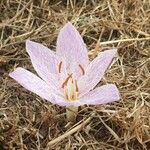 Colchicum bivonae फूल