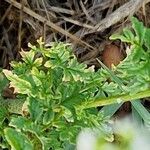 Conium maculatum 葉