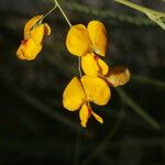 Sesbania herbacea Flor