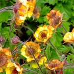 Geum rivale Lorea