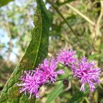 Vernonia gigantea Flower