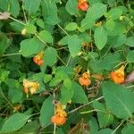 Impatiens capensis Flower