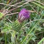 Cirsium acaulon 花