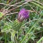 Cirsium acaule Květ