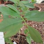 Syzygium myrtifolium Hoja