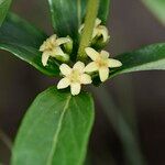 Fadogia tetraquetra Blüte