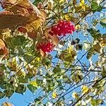 Viburnum opulusFruit