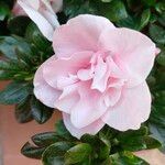 Rhododendron indicum Blomma