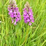 Dactylorhiza praetermissaBlüte