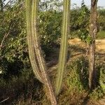 Pachycereus pecten-aboriginum Corteza