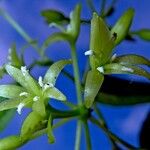 Smilax officinalis