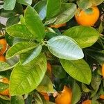 Citrus × aurantium Leaf