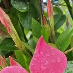 Mandevilla laxa Blad